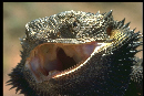 Bearded Dragon